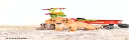 Miniature Dachshund dogs for sale: Shawn  - Ad 8