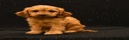 Cavapoo dogs for sale: Ranger - Ad 1