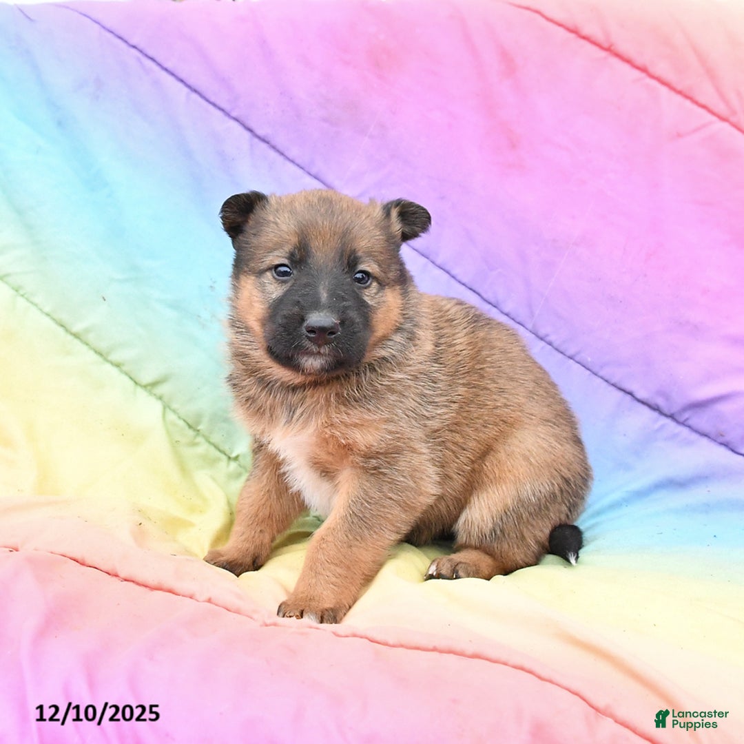 Mixed Breed dogs for sale: Bella   - Ad 2