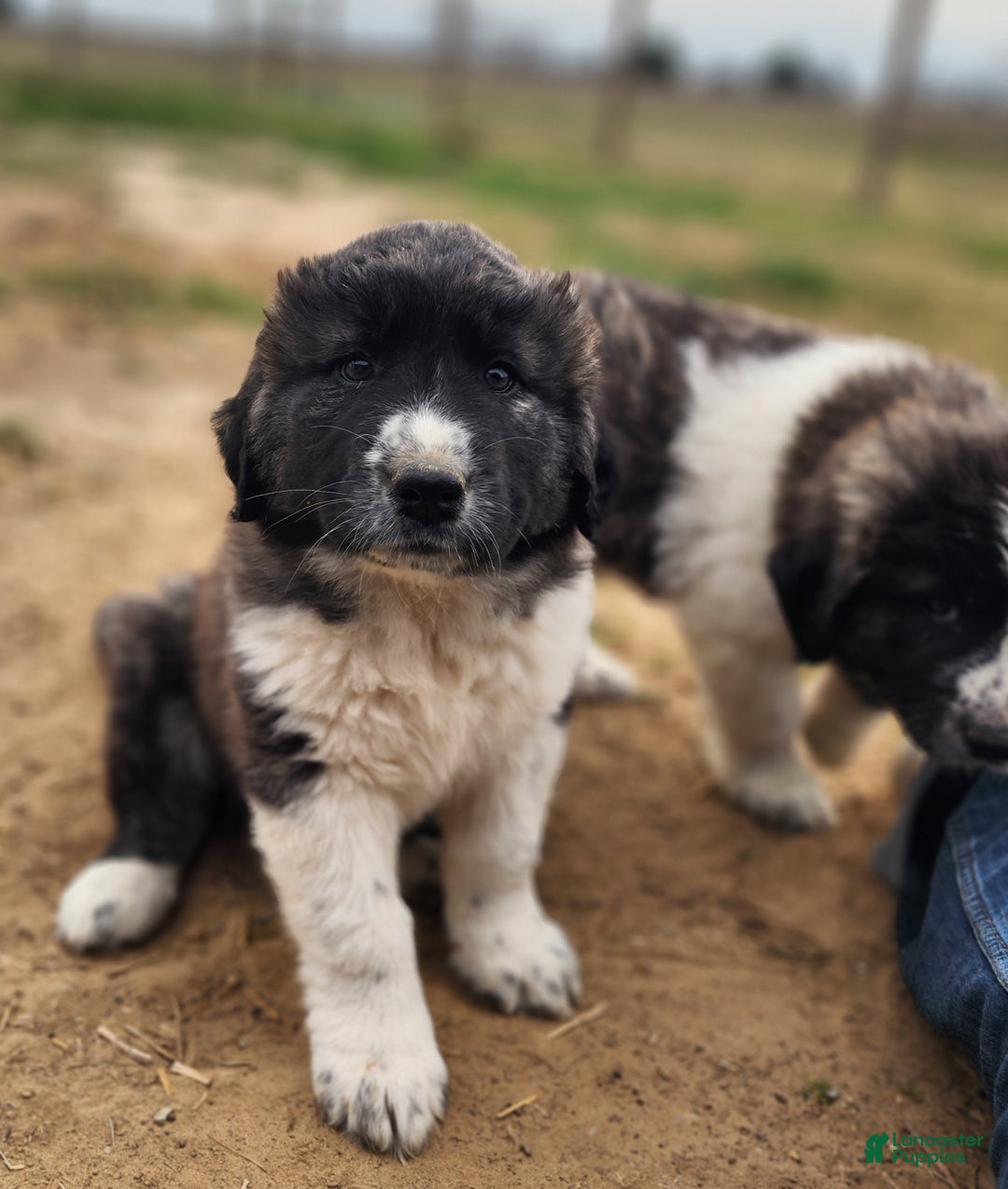 Anatolian Shepherd dogs for sale: Zena 2025 F1 ASD puppy - Ad 28