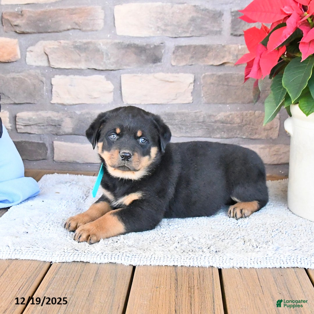 Rottweiler dogs for sale: Toby - Ad 3