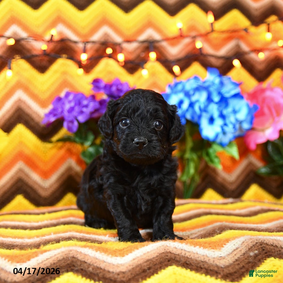 Teddy Bear dogs Kaddy - Ad 2