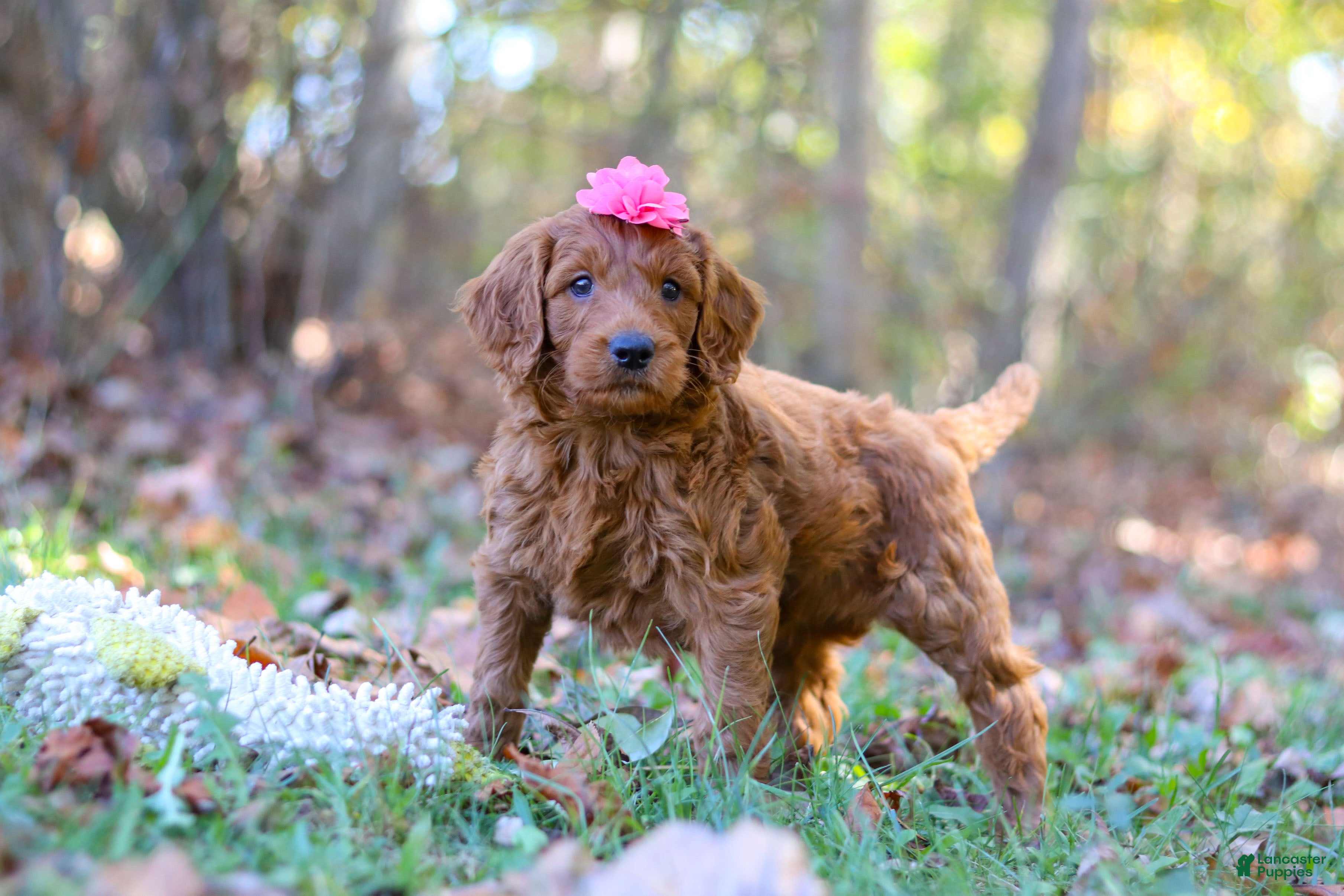 Standard Poodle Puppies for sale in Beckley, West Virginia