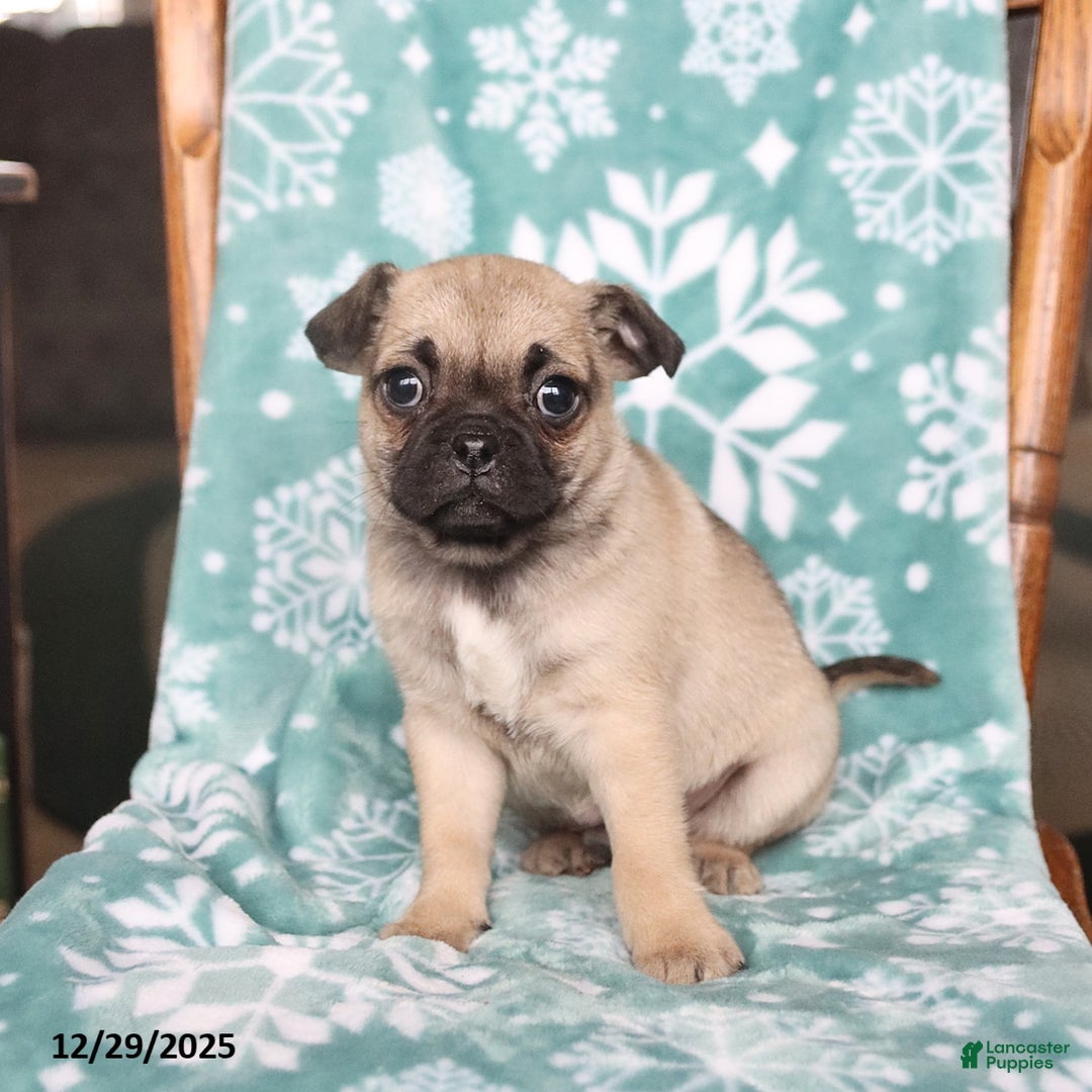 Jug dogs for sale: Jasper - Ad 3