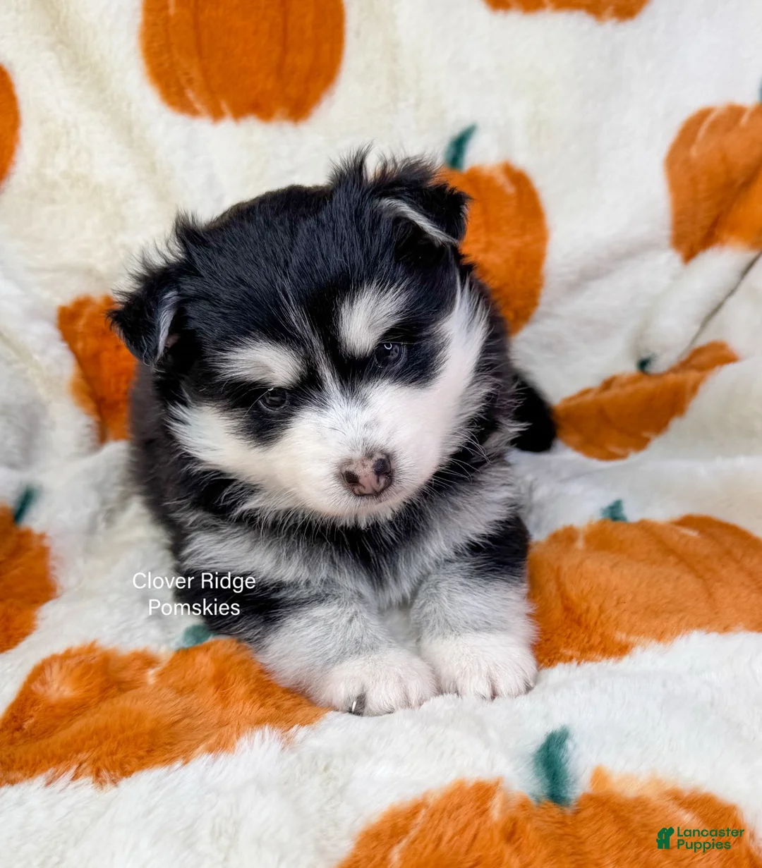 Pomsky dogs for sale: Albany - Ad 1