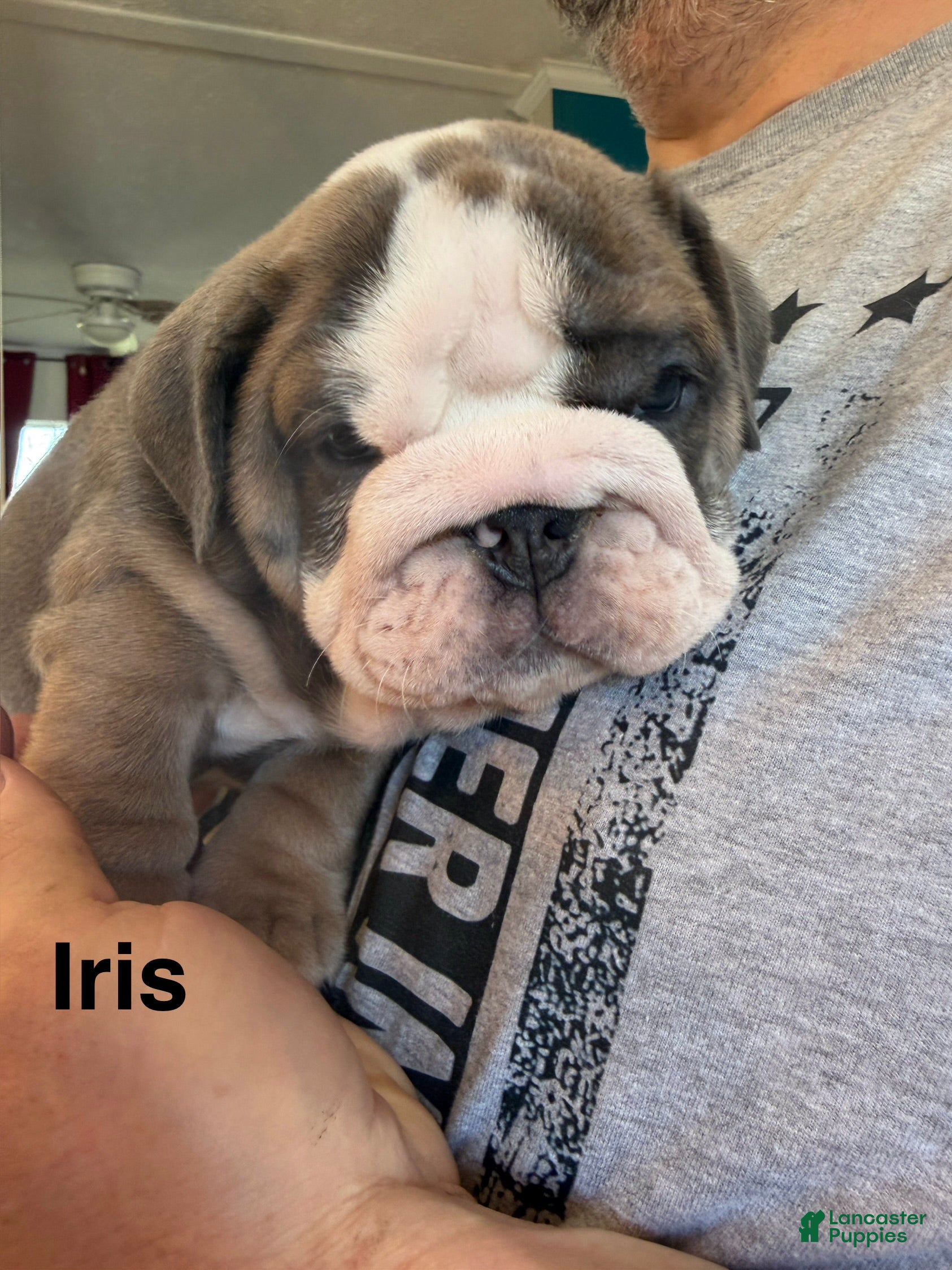English Bulldog dogs Iris - Ad 30