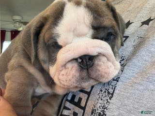 English Bulldog dogs Iris - Ad 26