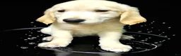 Golden Retriever dogs for sale: Golden Retriever 1 - Ad 1