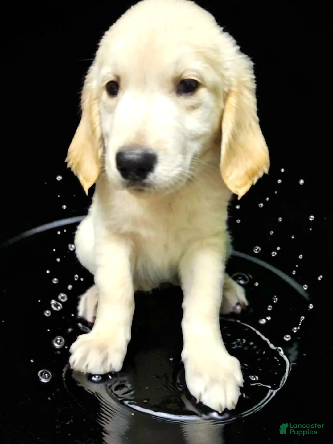 Golden Retriever dogs for sale: Golden Retriever 1 - Ad 1