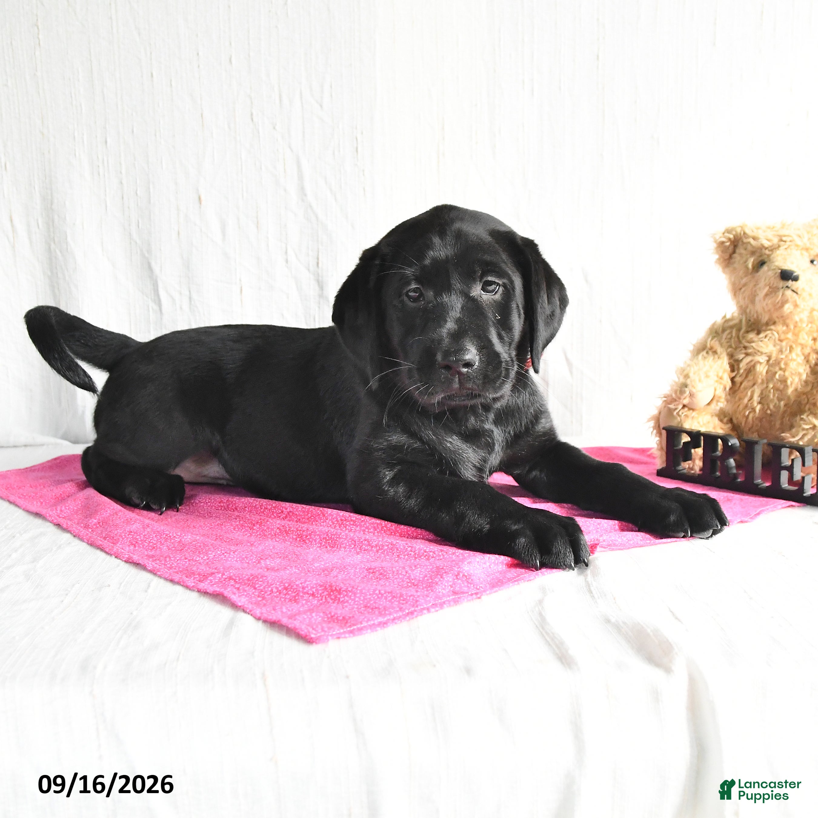 Labrador Retriever dogs Koni - Ad 1