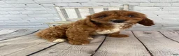 Cavapoo dogs for sale: Duke - Ad 12
