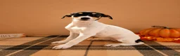 Mixed Breed dogs for sale: Dixie - Ad 4