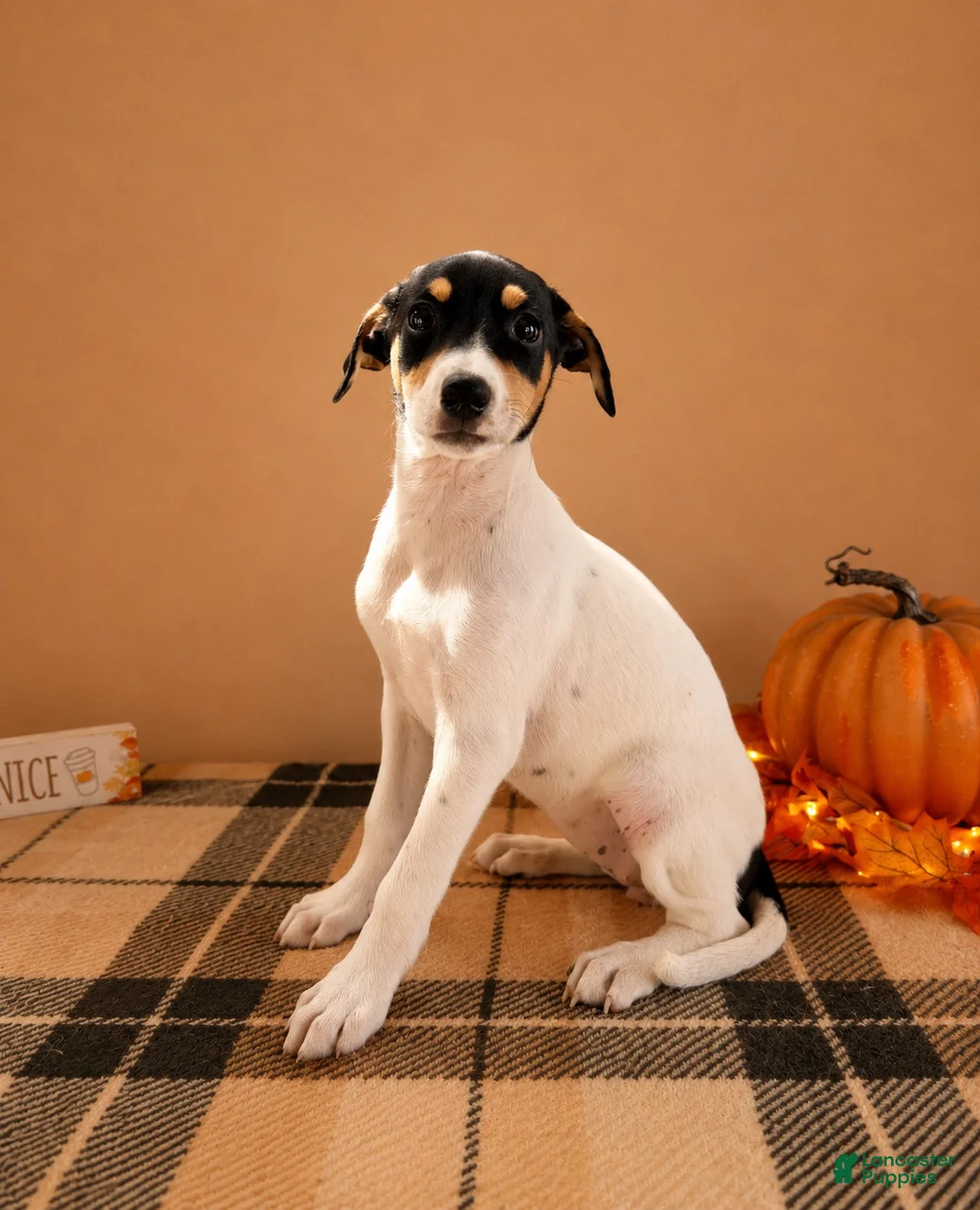 Mixed Breed dogs for sale: Dixie - Ad 4