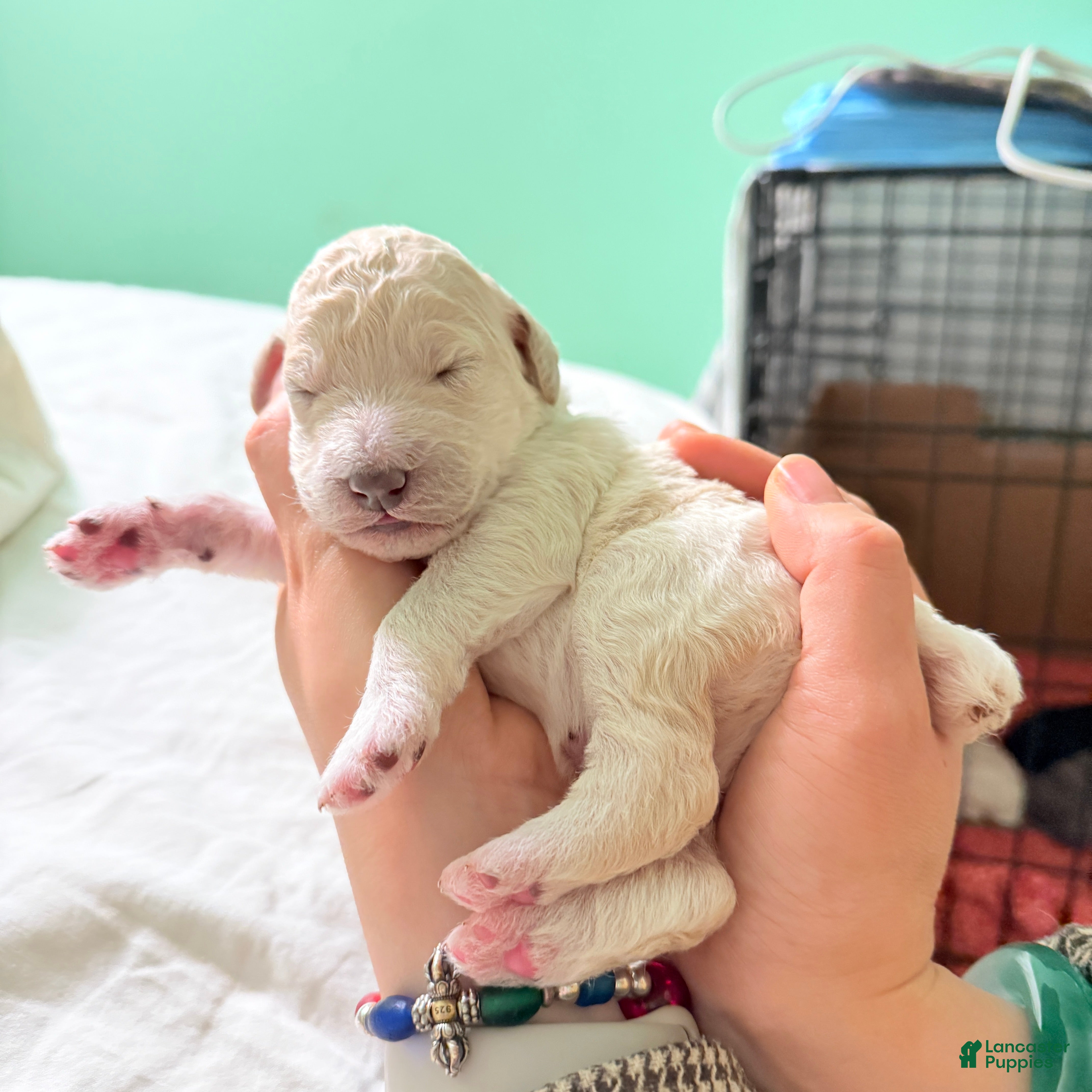 Standard Poodle dogs Standard Poodle Puppy 1 - Ad 8