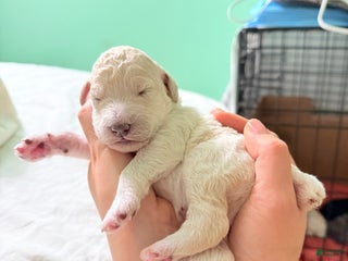 Standard Poodle dogs Standard Poodle Puppy 1 - Ad 42