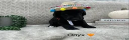 Goldendoodle dogs for sale: Onyx 🧡 - Ad 13