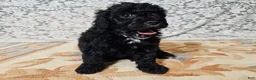 Mini Goldendoodle dogs for sale: Cole - Ad 4