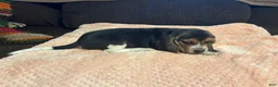 Beagle dogs for sale: Beagle 6 - Ad 3