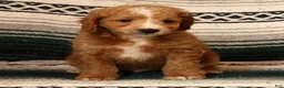 Mini Goldendoodle dogs for sale: Mason - Ad 4
