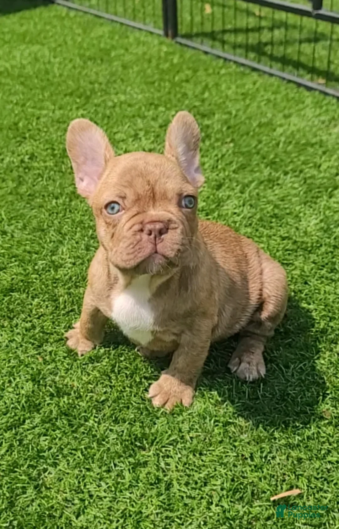 Gallery Image {{count}}