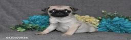 Pug dogs for sale: Nugget - Ad 3