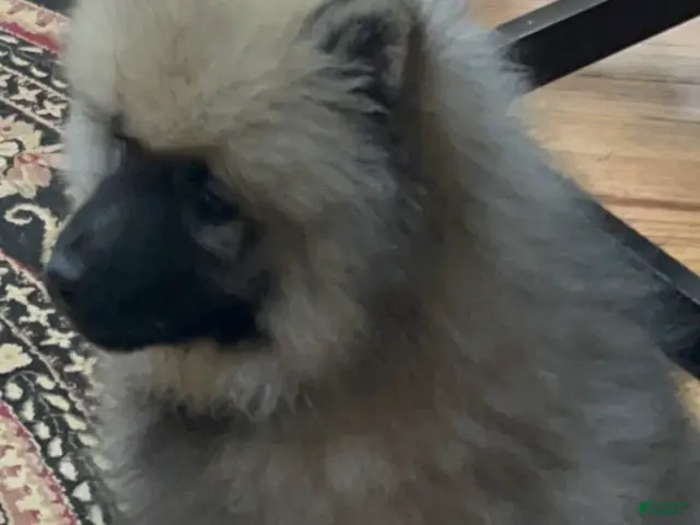 Keeshond dogs for sale: Rocky - Ad 20