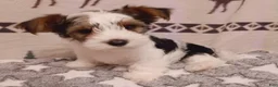 Mixed Breed dogs for sale: Marshmellow - Ad 2
