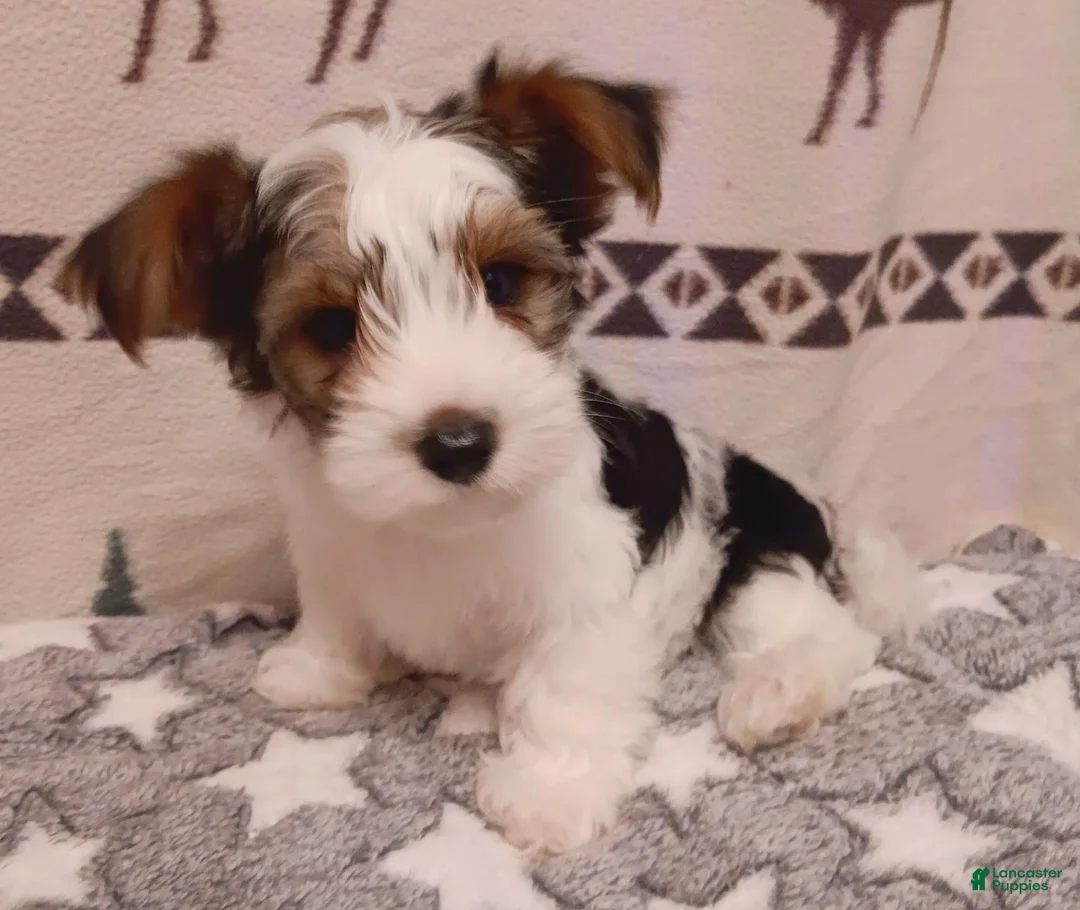 Mixed Breed dogs for sale: Marshmellow - Ad 2