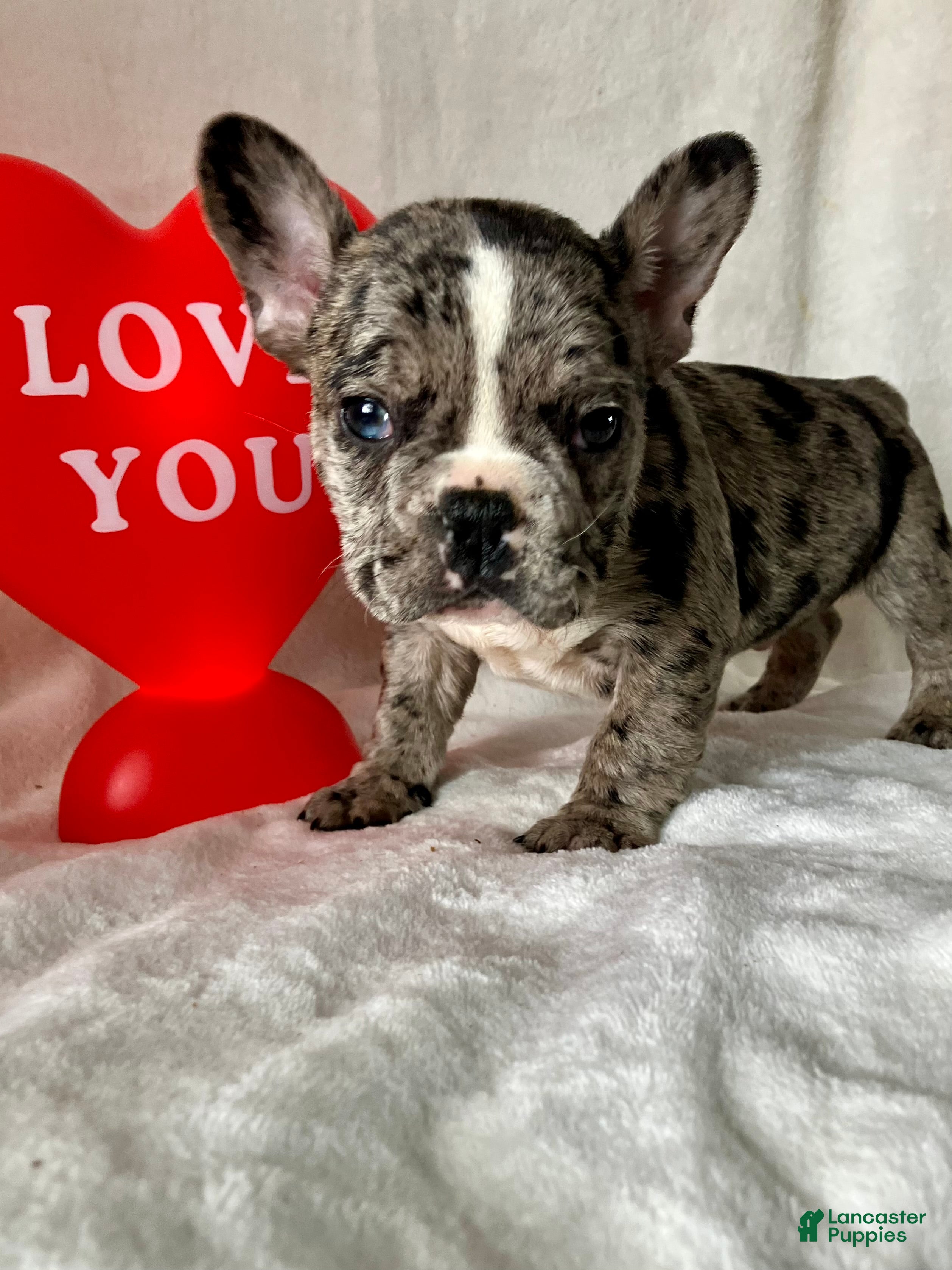 French Bulldog dogs Pepper - Ad 8