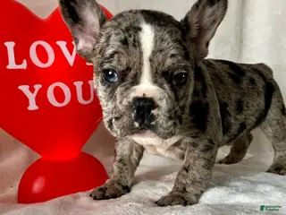 French Bulldog dogs Pepper - Ad 8