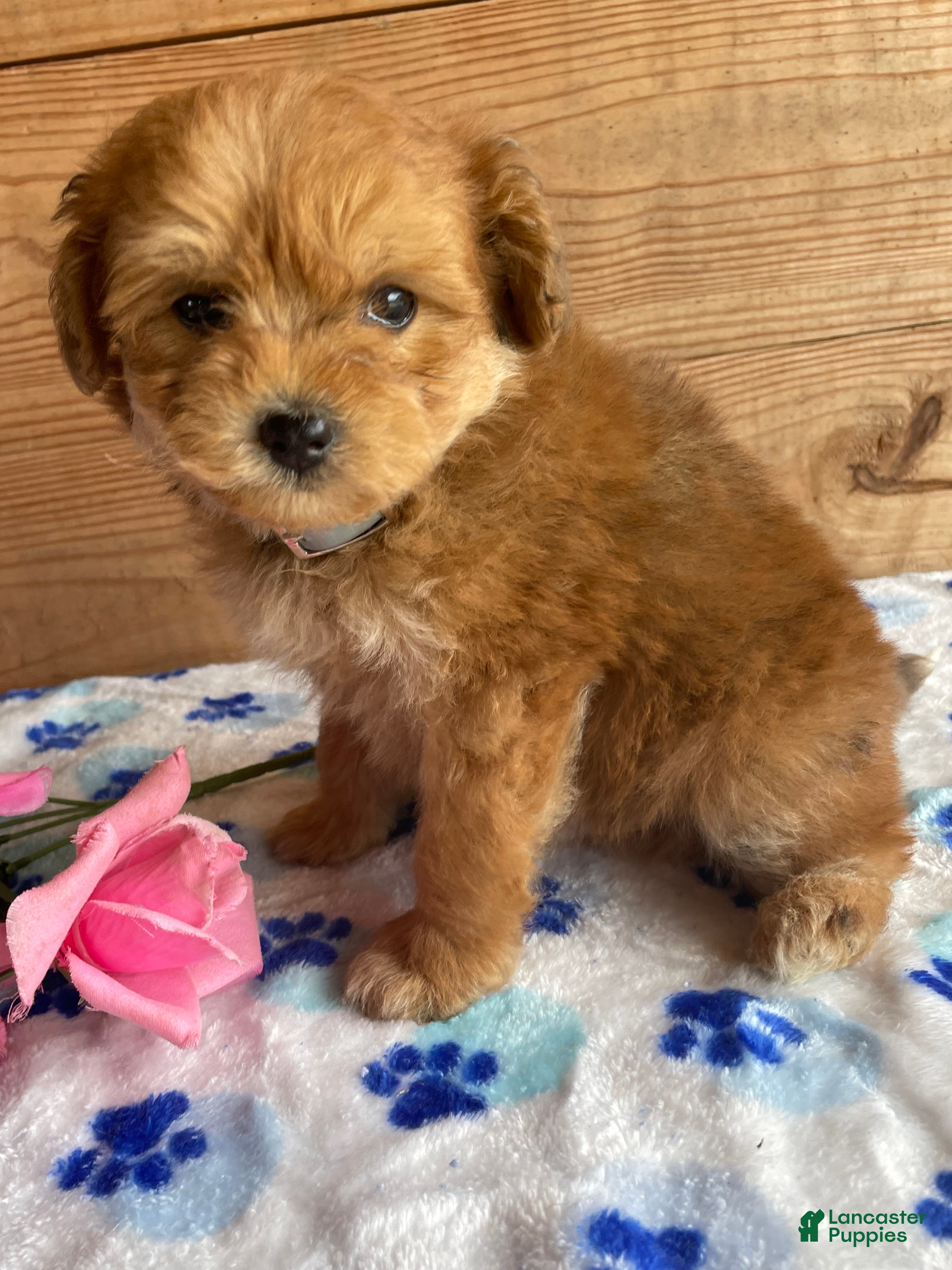 Pomapoo dogs Peter - Ad 7