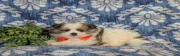 Pomeranian dogs for sale: Lamar - Ad 4