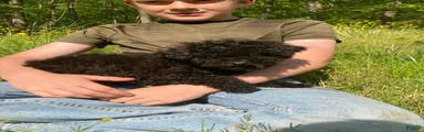 Shanea