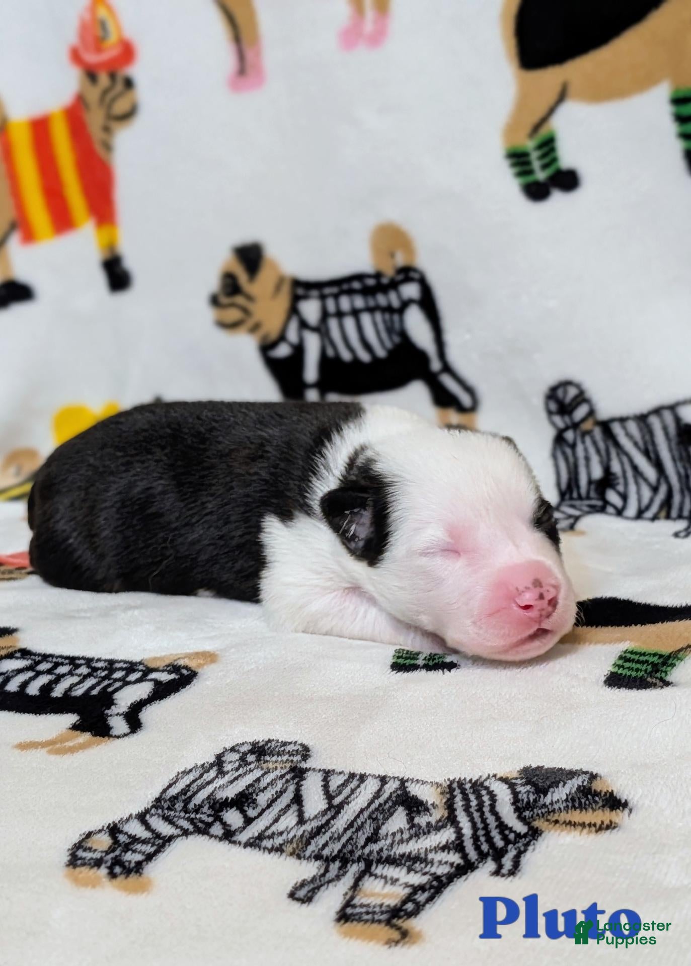 Mixed Breed dogs for sale: Pluto - Ad 37