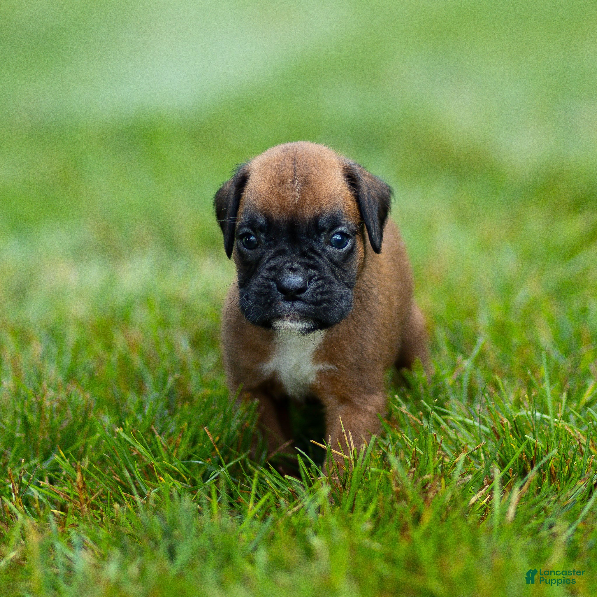 Boxer dogs Narissa Boxer  - Ad 1