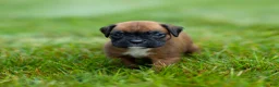 Boxer dogs for sale: Narissa Boxer  - Ad 5