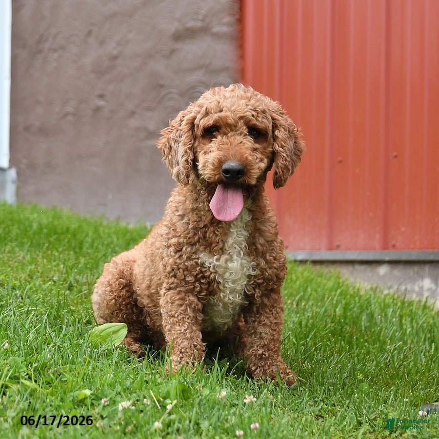 Miniature Poodle dogs for sale: Chester - Ad 2