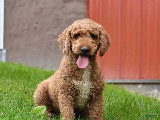 Miniature Poodle dogs for sale: Chester - Ad 2