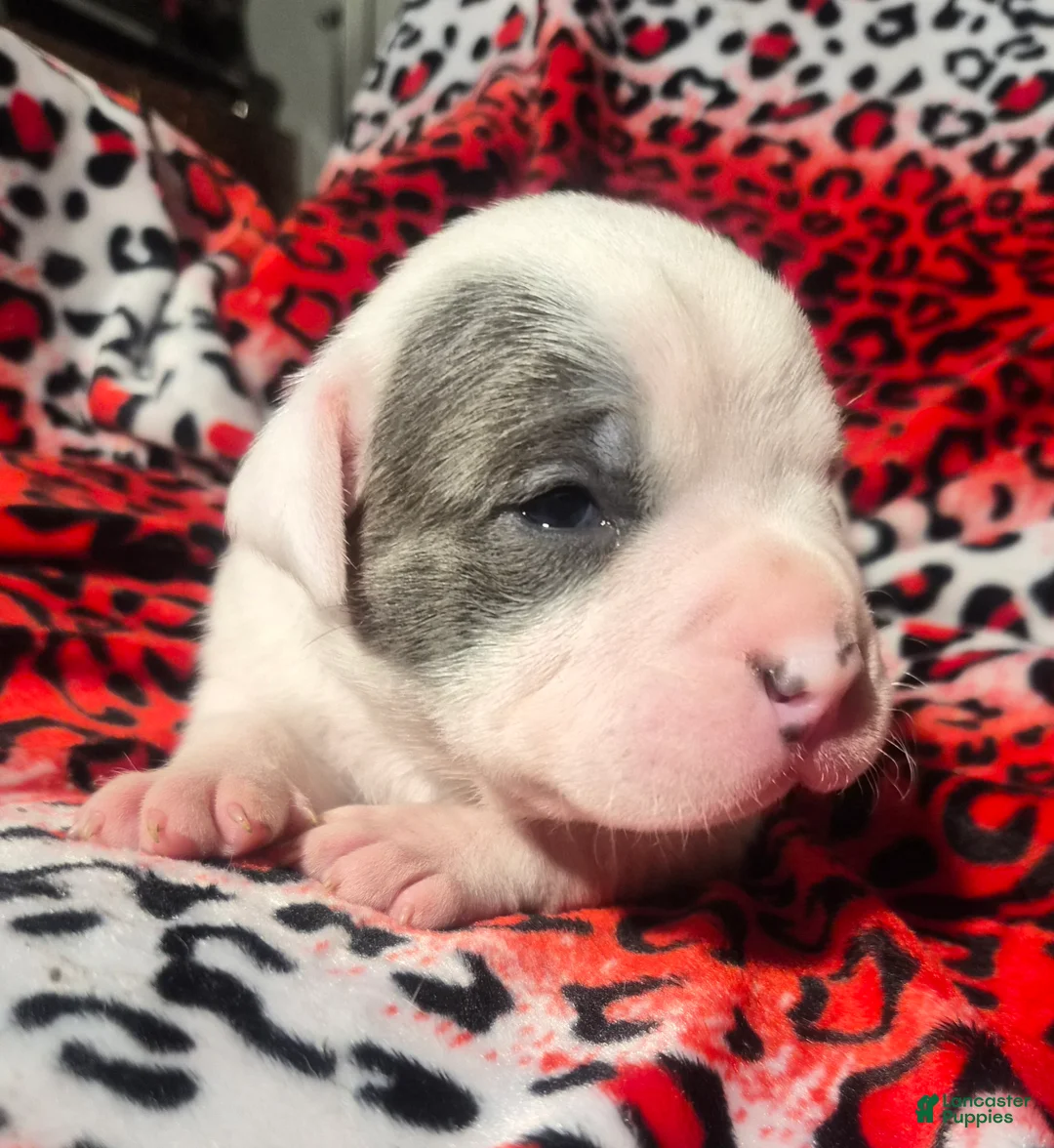 Mixed Breed dogs for sale: "BRAD PITT" - Ad 3