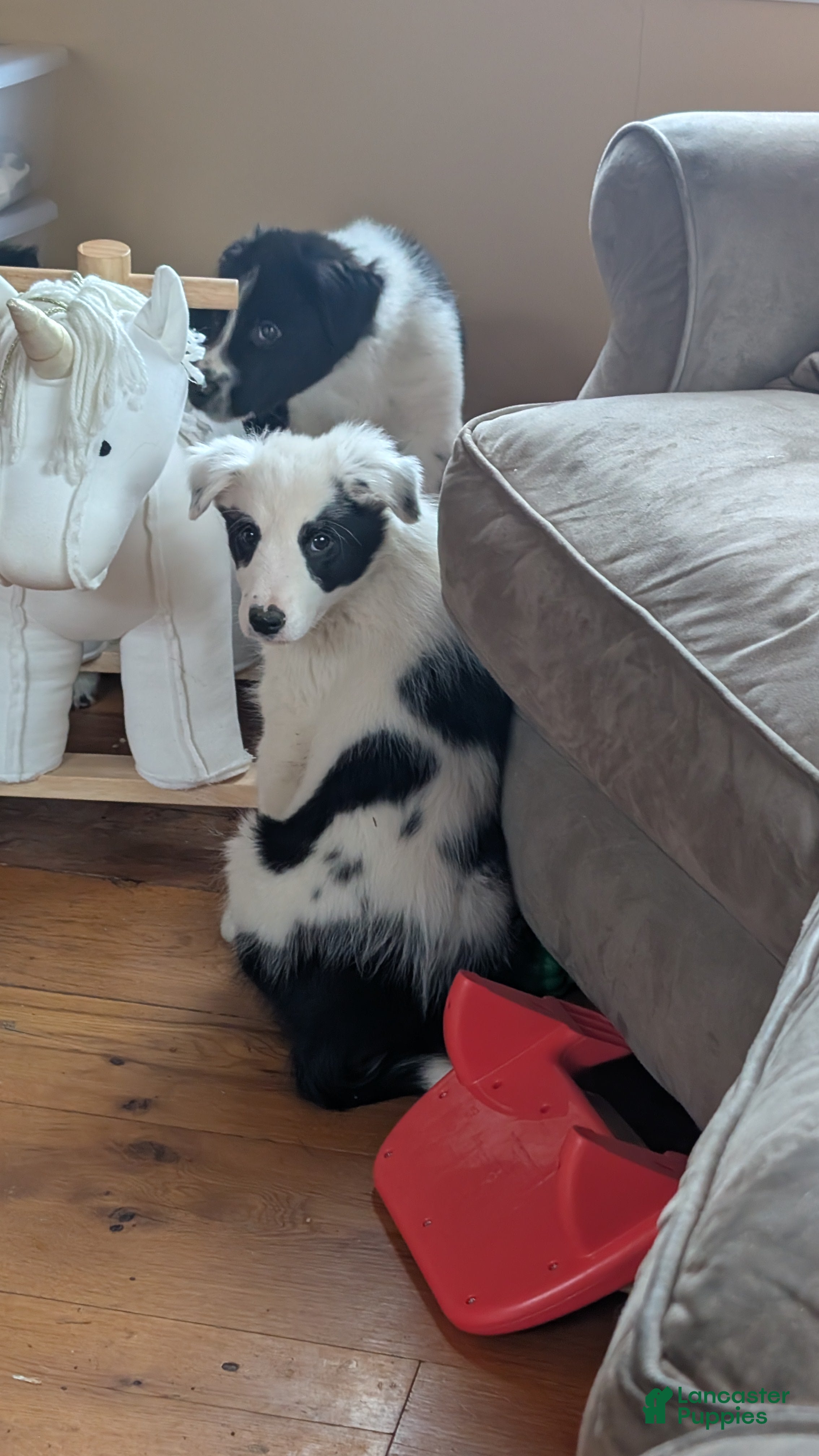 Mixed Breed dogs Nash - Ad 1