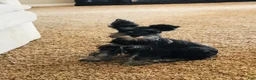 Miniature Schnauzer dogs for sale: Miniature Schnauzer 2 - Ad 9