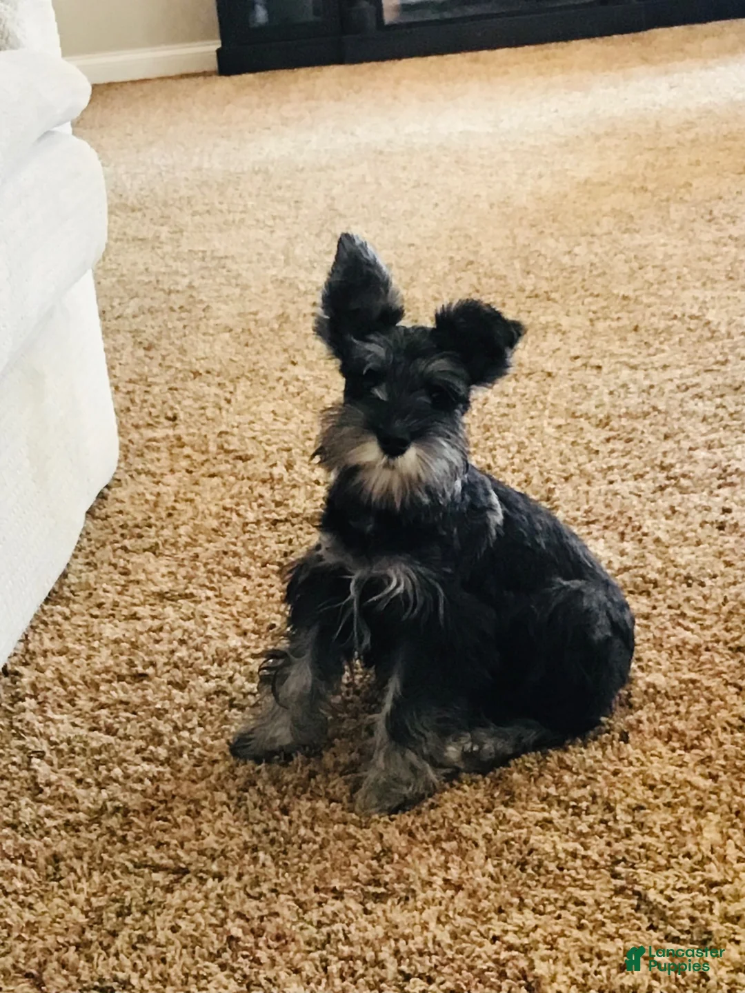 Miniature Schnauzer dogs for sale: Miniature Schnauzer 2 - Ad 9