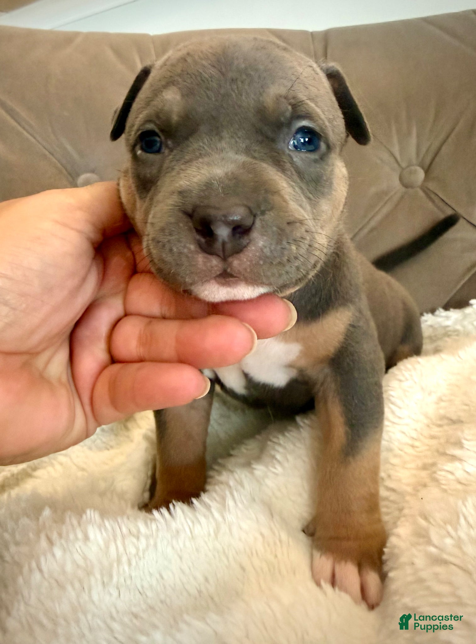 American Bully dogs Daisy - XL American Bully Puppy  - Ad 40