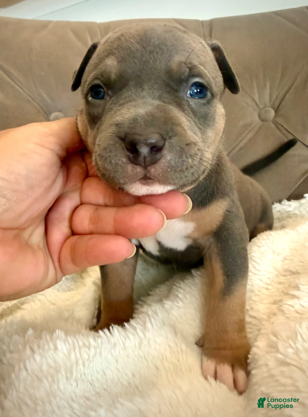 American Bully dogs for sale: Daisy - XL American Bully Puppy  - Ad 1