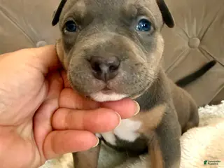 American Bully dogs Daisy - XL American Bully Puppy - Ad 40