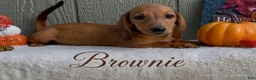 Miniature Dachshund dogs for sale: Brownie - Ad 1