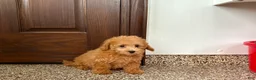 Maltipoo dogs for sale: Snickers  - Ad 8