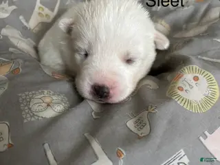 Pomsky dogs for sale: Sleet - Ad 4