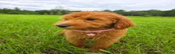 Goldendoodle dogs for sale: Daisy - Ad 2