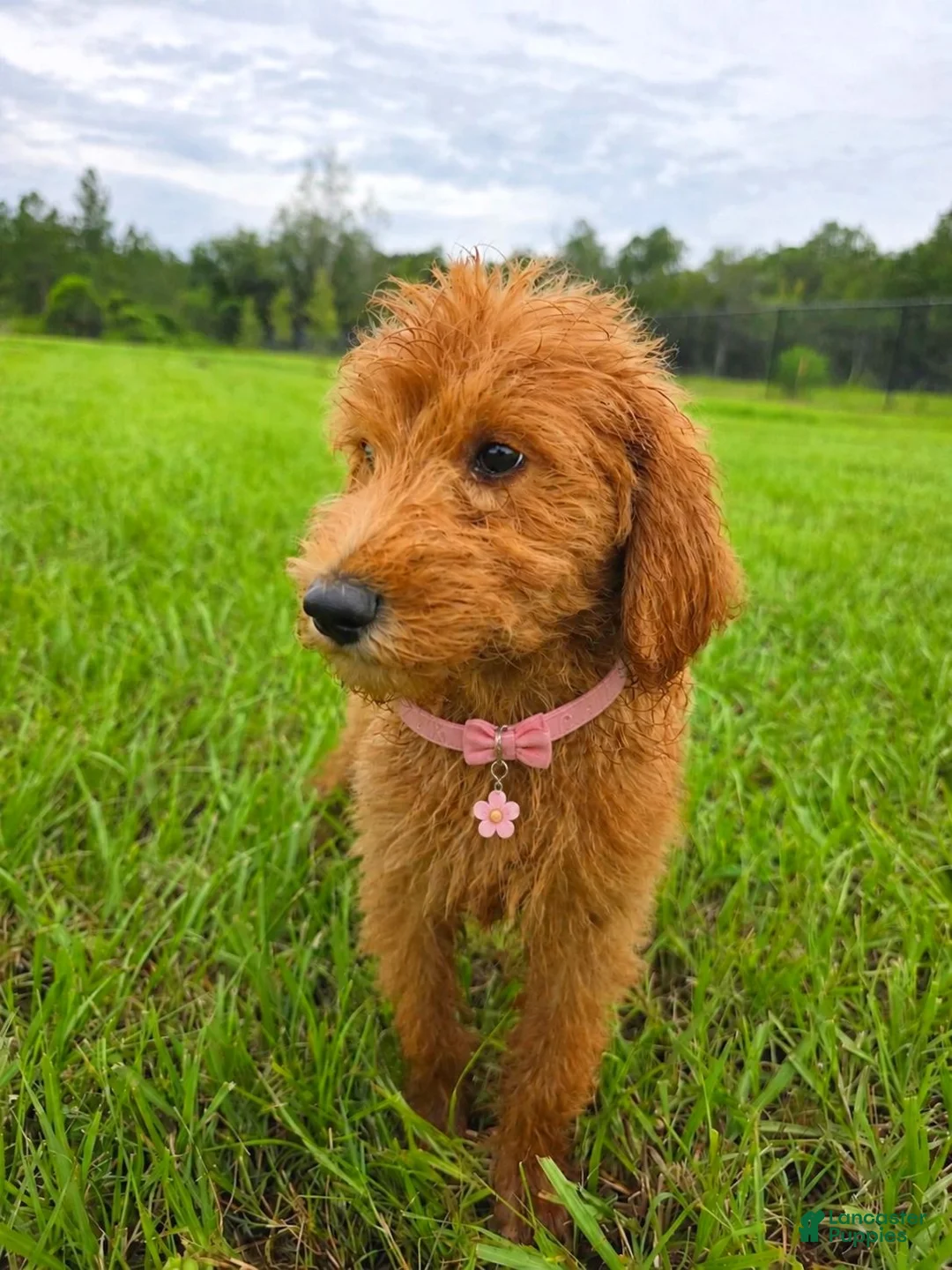 Goldendoodle dogs for sale: Daisy - Ad 2